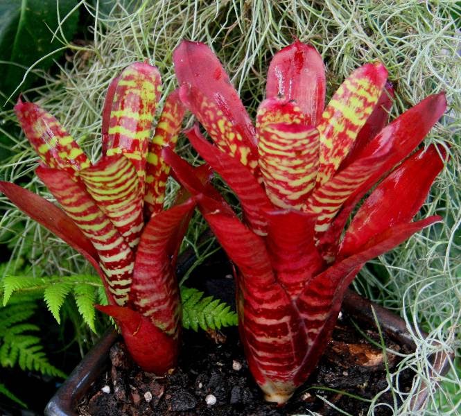 Bromeliads "My Collection"