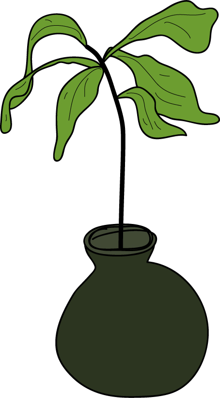 [avacado-tree.jpg]