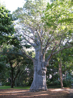 50 Trees For Hawaii S 50 Years Baobab At Foster Botanical Garden
