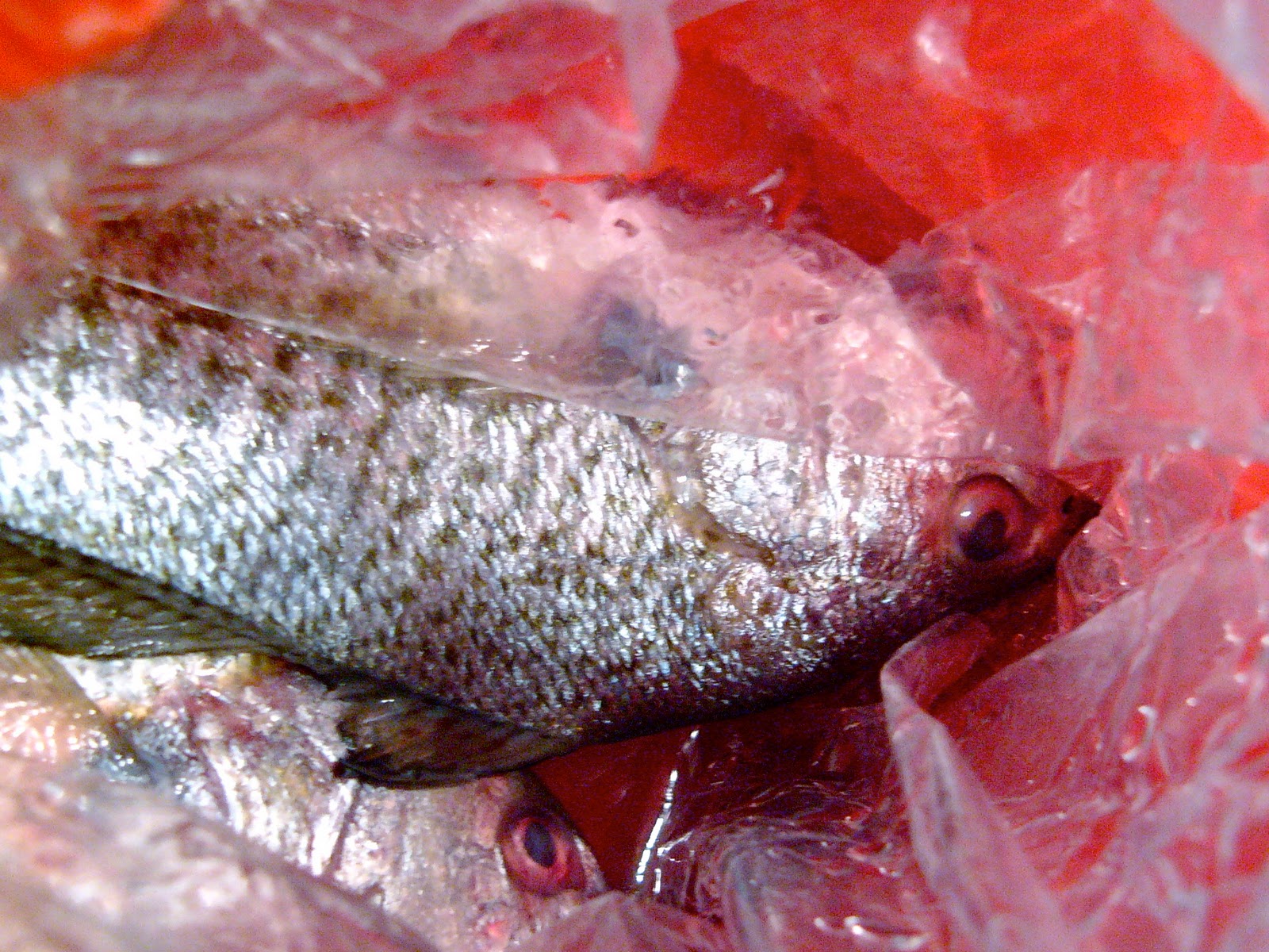 [P1110772_2.JPG]