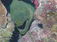 Green Moray