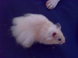 my pretty little hamster :D