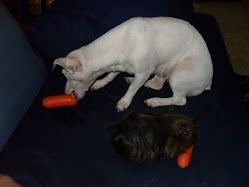 baffiee the guinea pig and snowy eating raw carrots :D