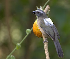 Saltator Similis