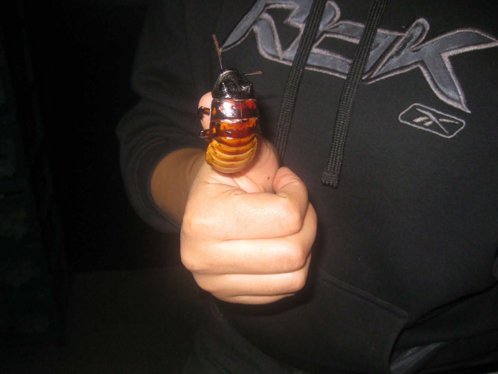 [roach1.JPG]