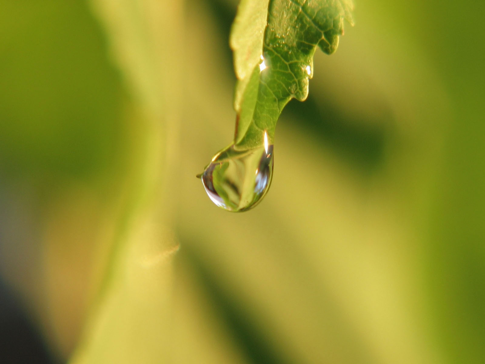 Drop Leaf