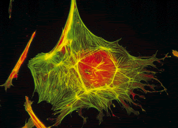 Sintesis de esteroides en el reticulo endoplasmatico liso