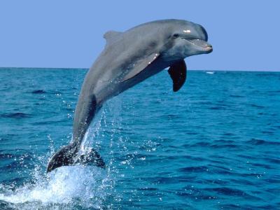 effects of barometric pressure on dolphins
