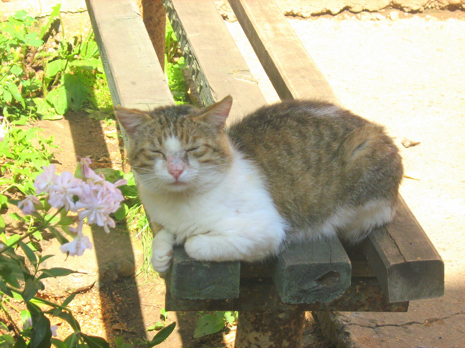 Asahi Cat For Sale Asahi Cat For Sale