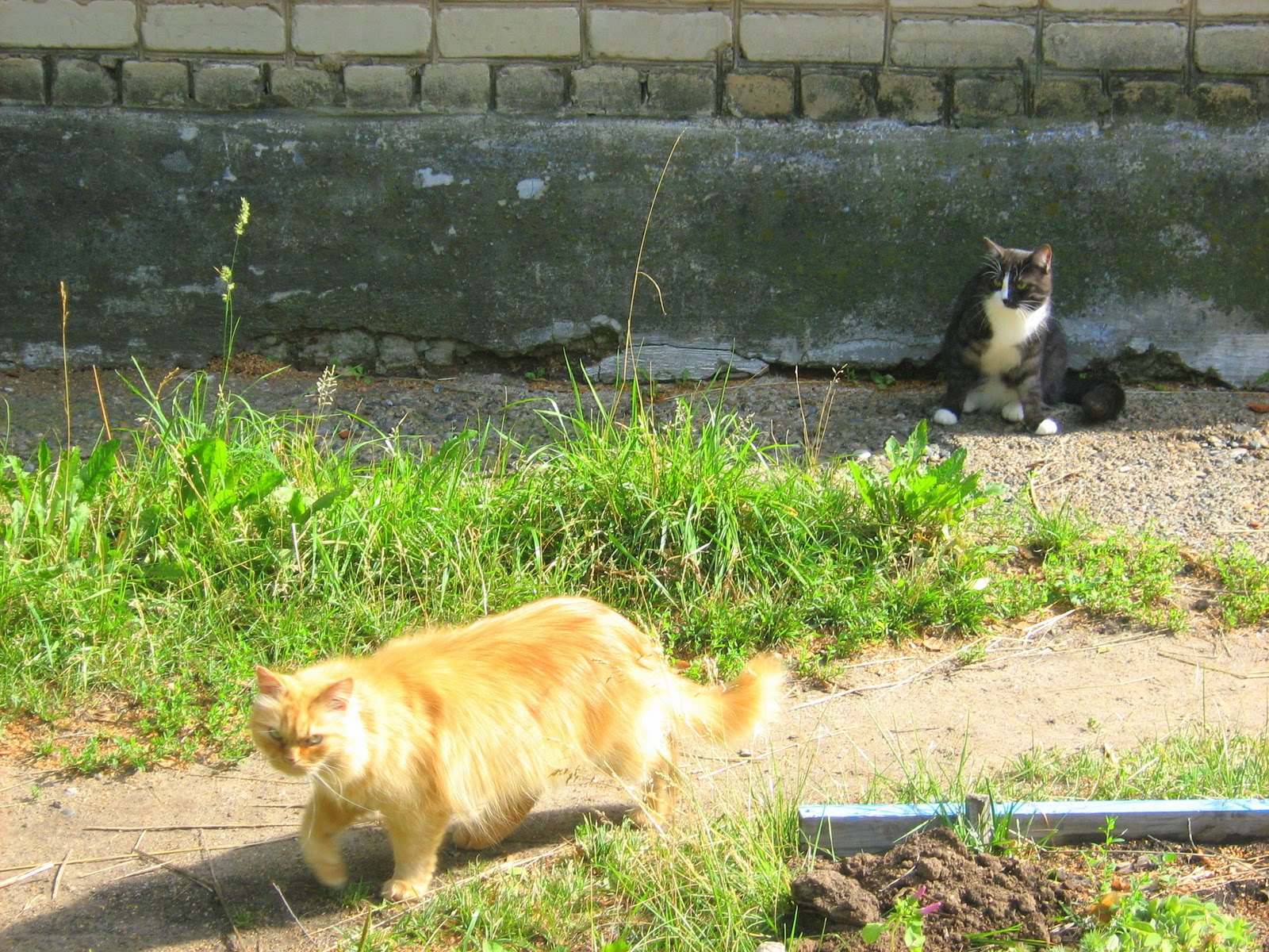 Affectionate Ginger Old Cat — Russian Cats Pictures