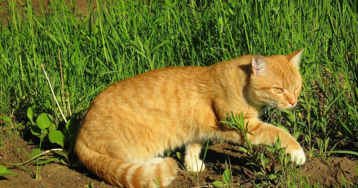 Ginger Twins Cats — Russian Cats Pictures