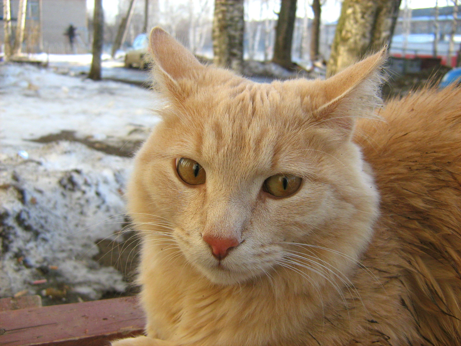Sunny OrangeEyed Peach Cat — Russian Cats Pictures