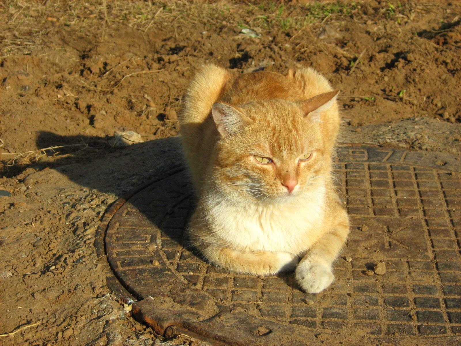 FireRed YellowEyed Cat — Russian Cats Pictures