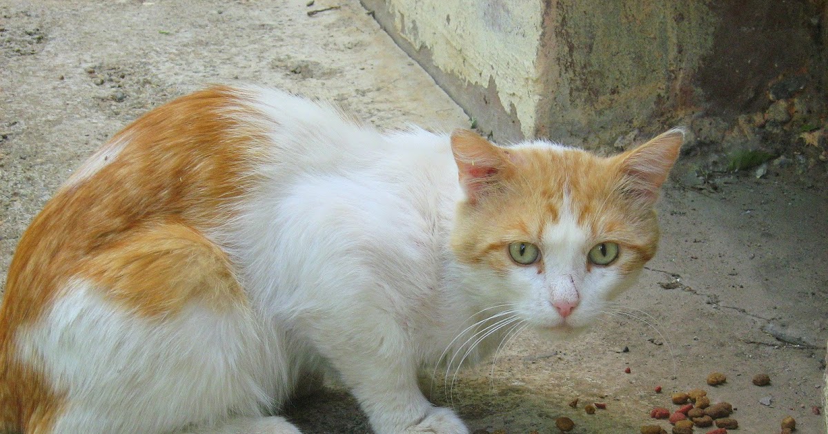 GingerWhite Cat — Russian Cats Pictures