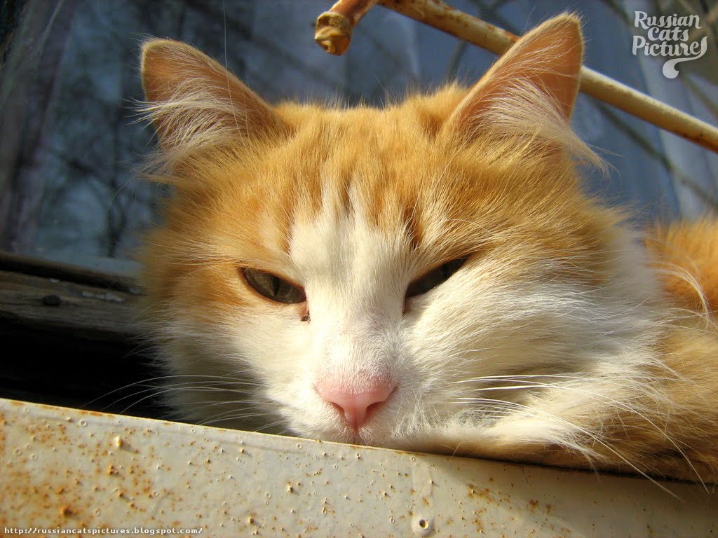 Red Mackerel Tabby with White Lazy Cat — Russian Cats Pictures