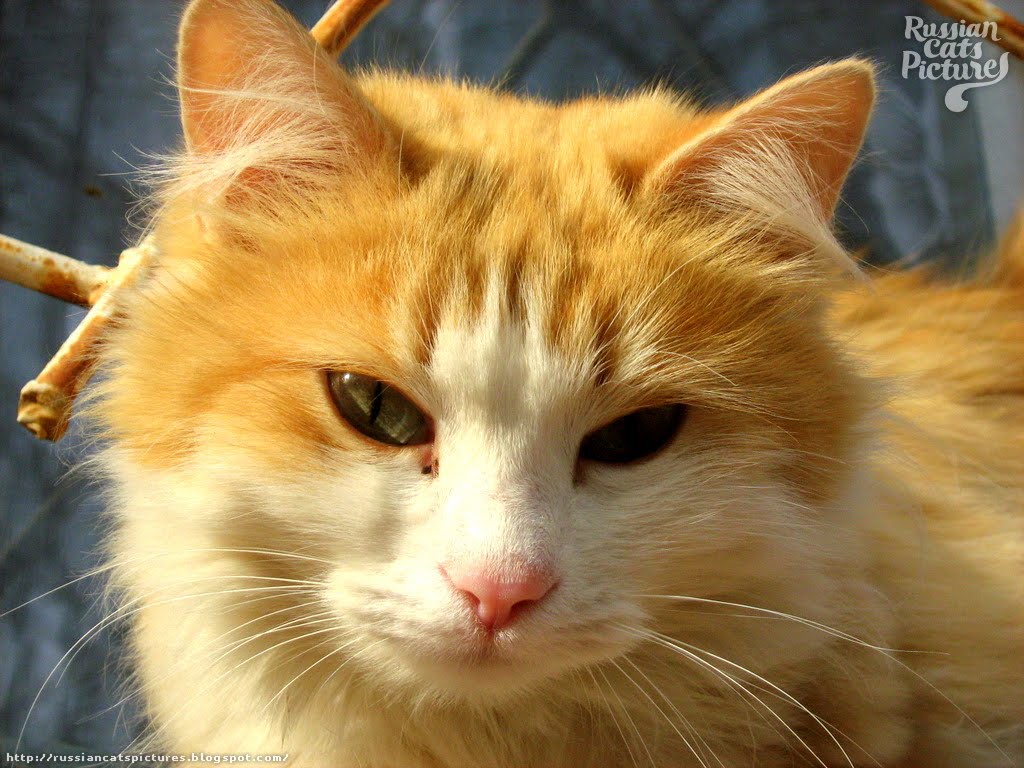 Red Mackerel Tabby with White Lazy Cat — Russian Cats Pictures