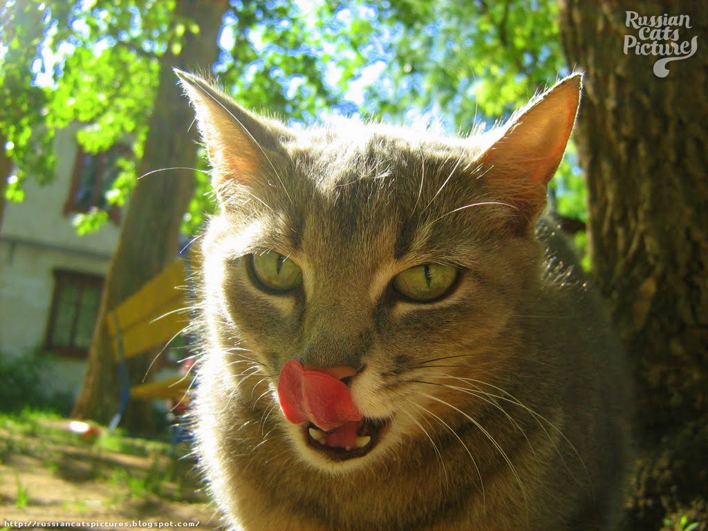 LimeEyed Blue Mackerel Tabby Hungry Kitty — Russian Cats Pictures