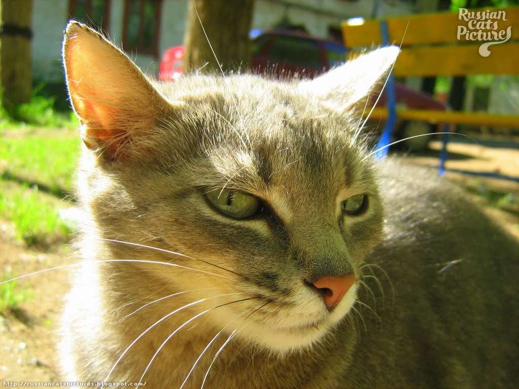 LimeEyed Blue Mackerel Tabby Hungry Kitty — Russian Cats Pictures
