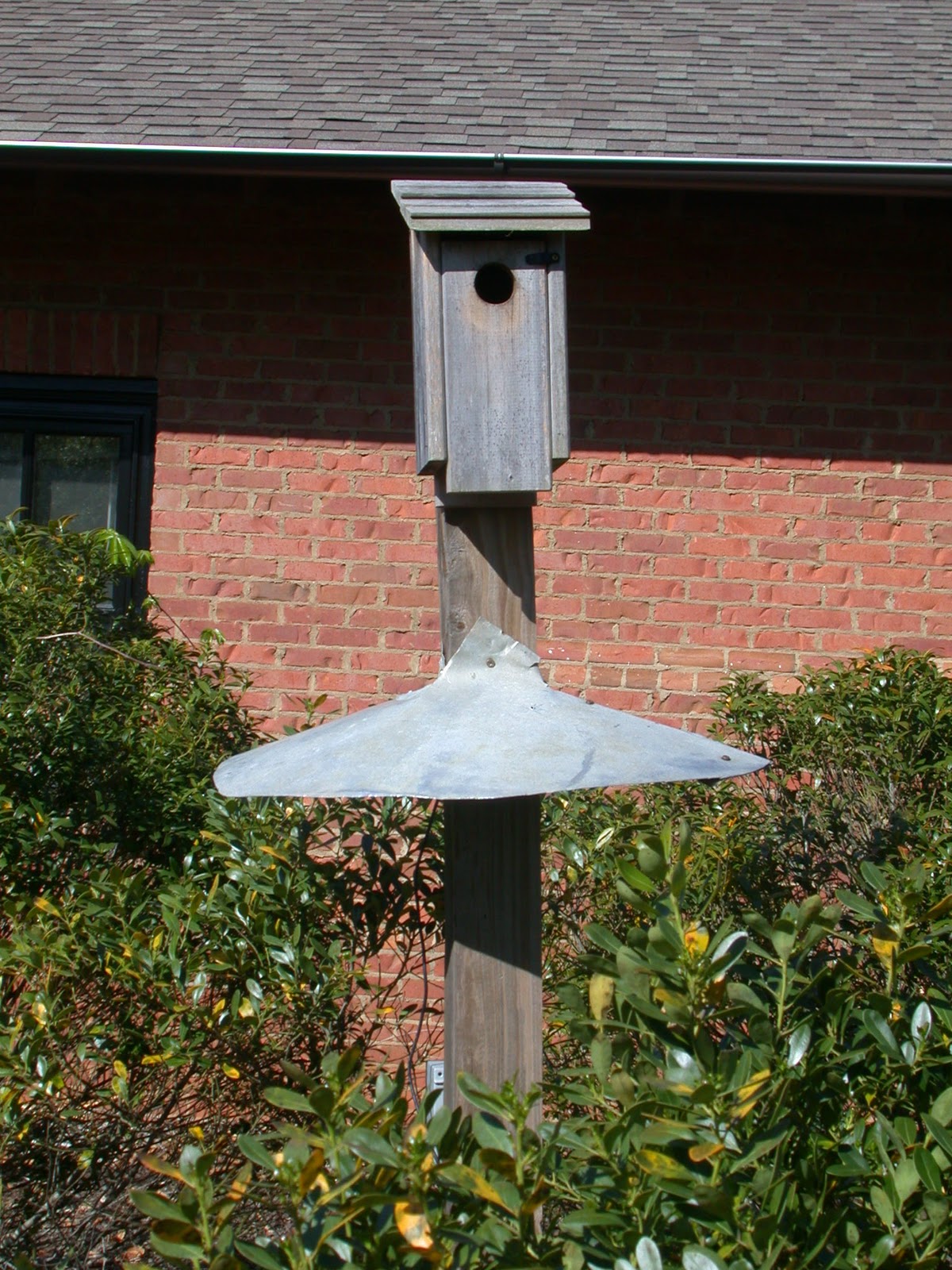 What's happening in the Garden? Museum Bluebird box
