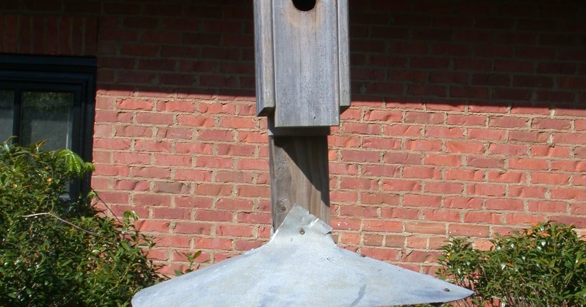 What's happening in the Garden?: Museum Bluebird box