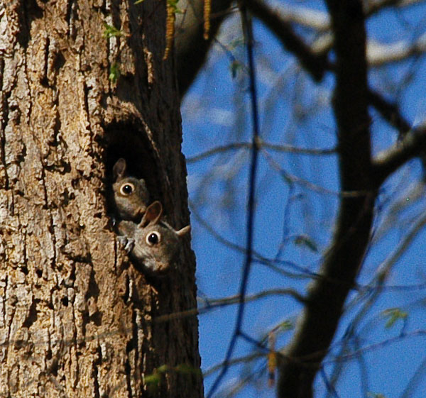 What's happening in the Garden? Squirrels and habitat