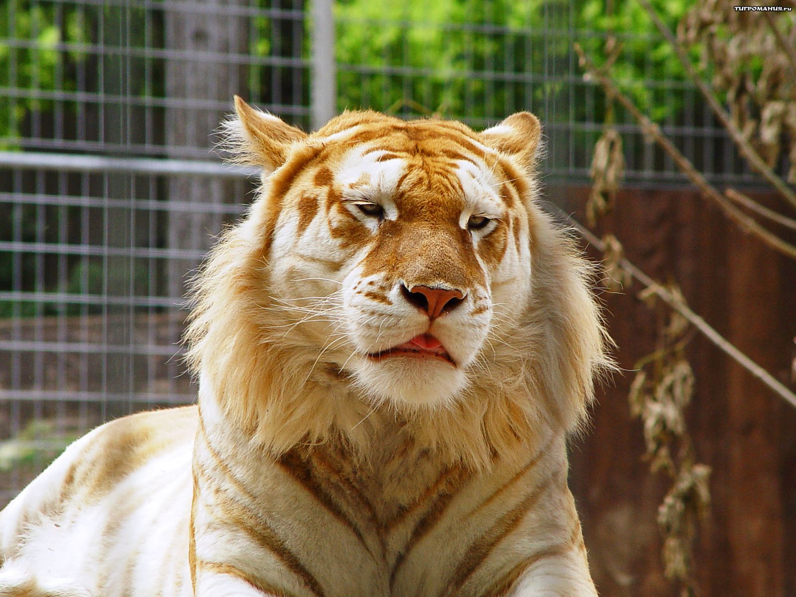 golden tiger golden tiger