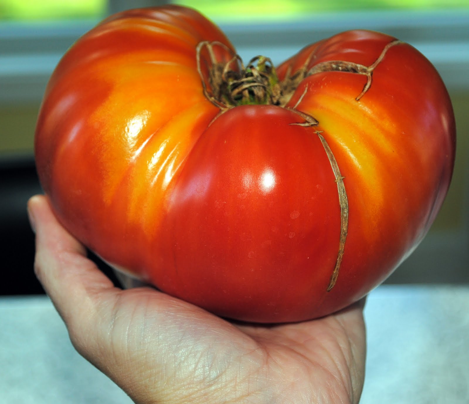 mortgage lifter tomato