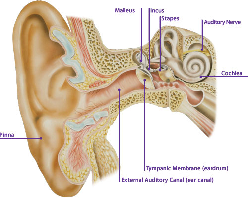 Eardrum