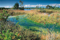 Burns Bog