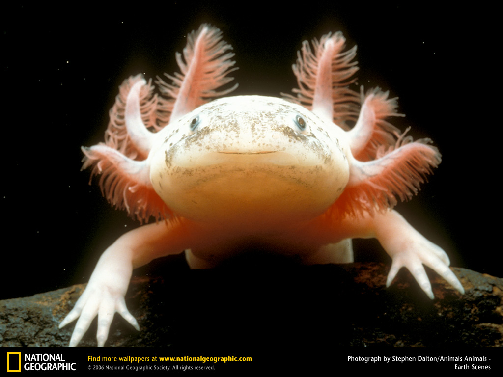 axolotl2.jpg