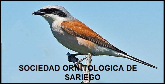 SOCIEDAD ORNITOLOGICA DE SARIEGO