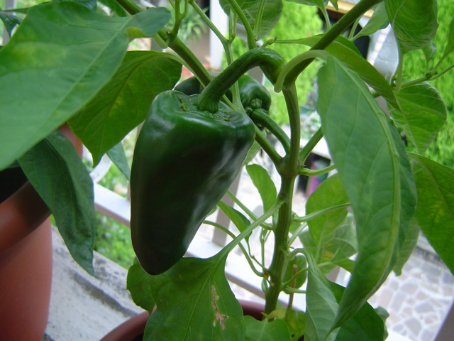 Tlazolcalli - cucina messicana tradizionale e ...