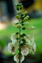 Old Fashioned Foxglove