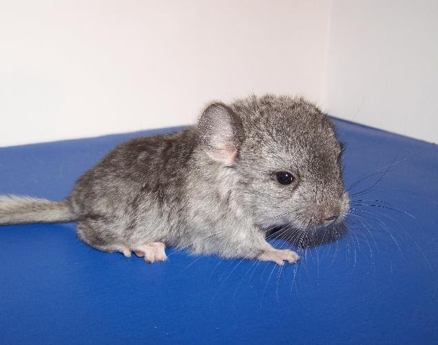 Pet Stores Guide Exclusive Pet Chinchillas
