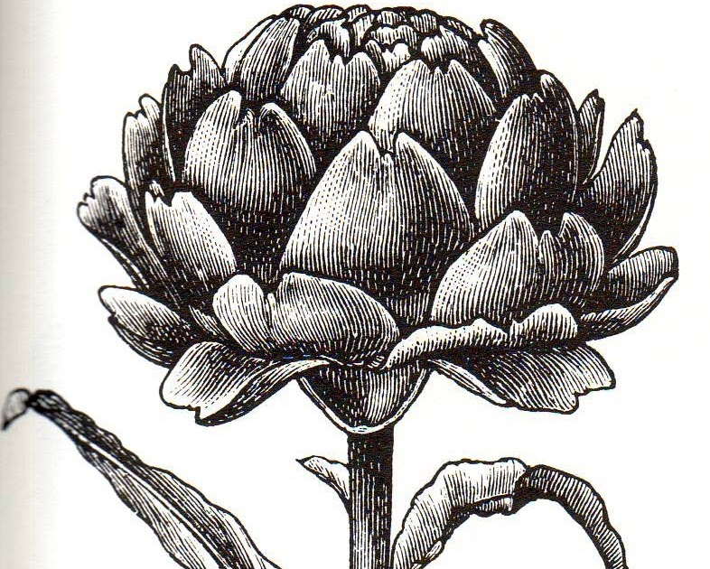 The Old Foodie Queen of Artichokes.