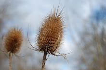 Teasel head