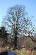 Looking south before Hadham Ford