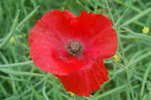 Common poppy (papaver rhoeas)