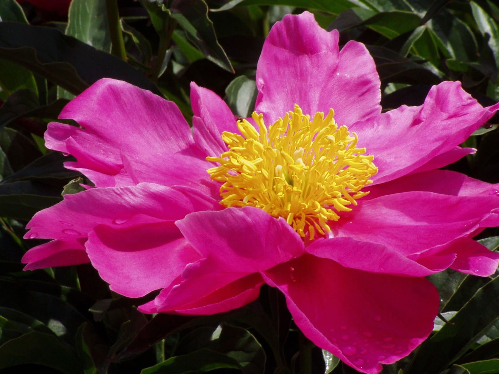 http://2.bp.blogspot.com/_RAlP3BmEW1Q/TQNb8ArEzuI/AAAAAAAABCY/lXU3pB-cRl0/s1600/Bloemen-achtergronden-bloemen-wallpapers-38.jpg