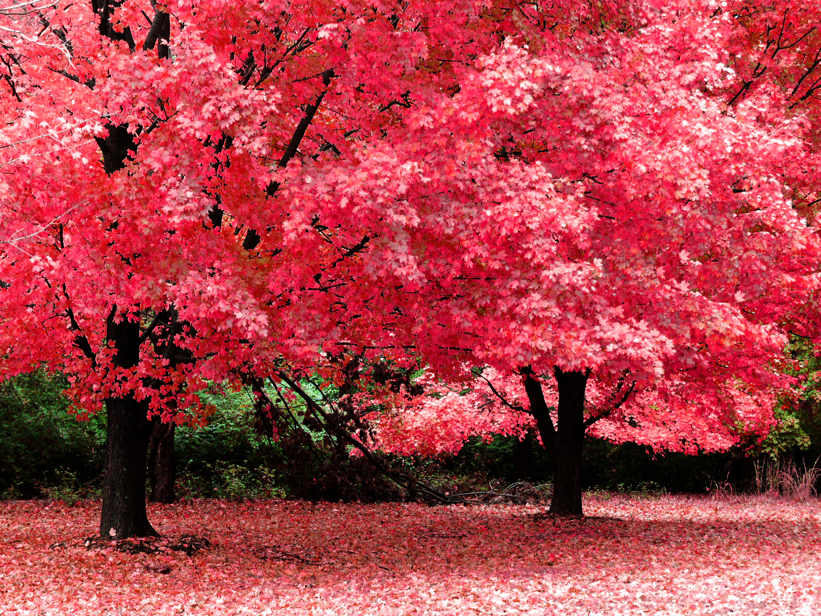 http://2.bp.blogspot.com/_RAlP3BmEW1Q/TQX11Ygh_bI/AAAAAAAACMo/SrBYBpCEmT0/s1600/The-best-top-autumn-desktop-wallpapers-32.jpg