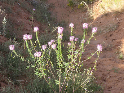 This flower was near the Continental Divide Trailhead