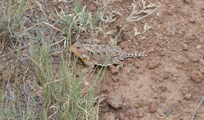 horned toad