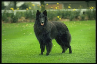 Dog Breed Cottonelle Dog Breed Cottonelle