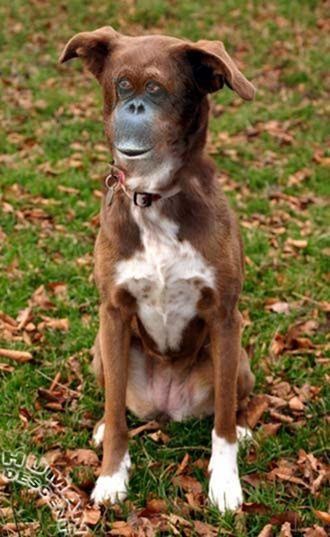 Hunde kaufen: weinheimer dog pictures - Pit bull terrier