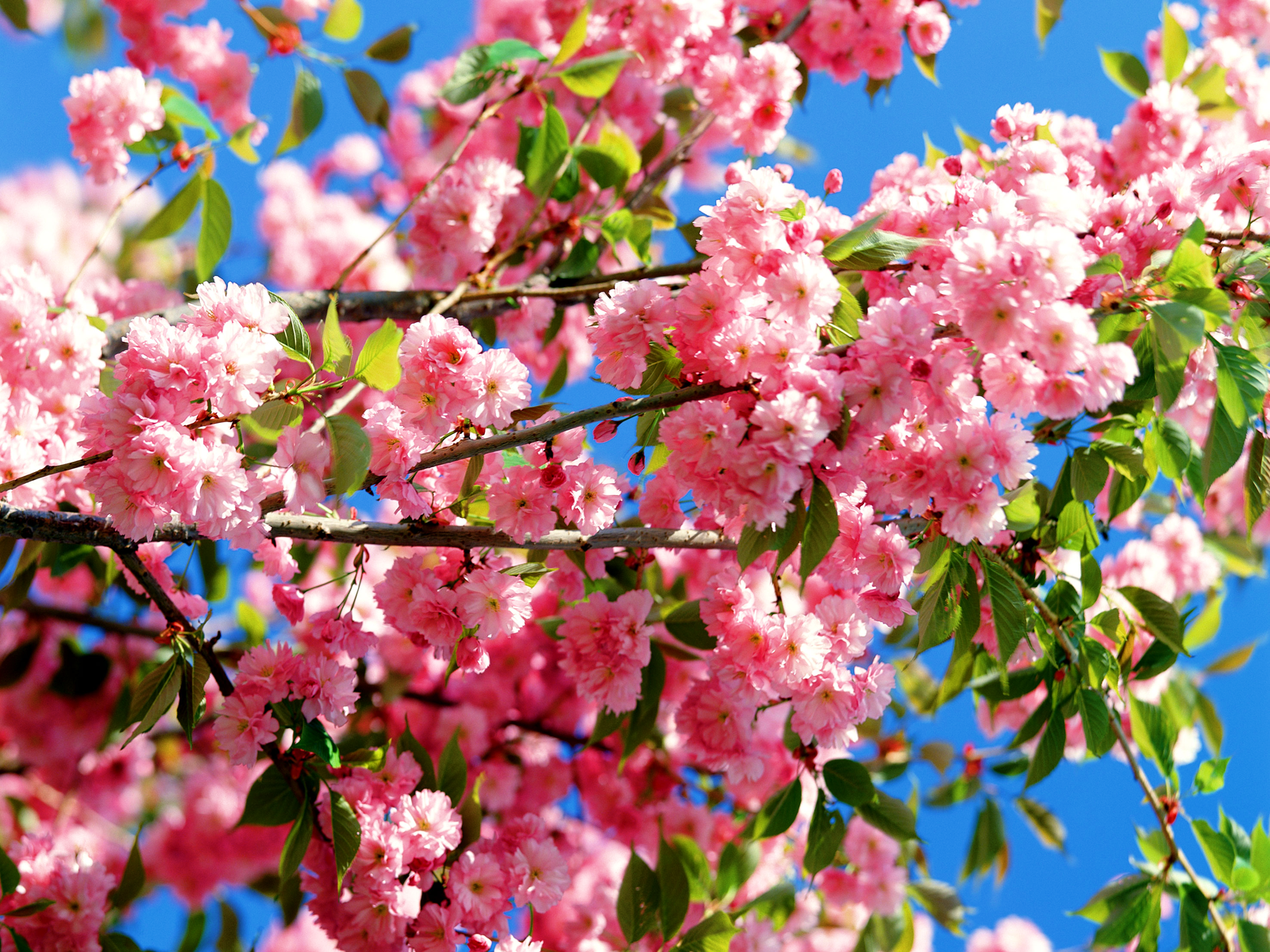 http://2.bp.blogspot.com/_RBWp1IAT0ZI/S64ajOmddmI/AAAAAAAAAVk/TLOBgs5JA-o/s1600/cherry+blossoms+wall+inbluesky.png