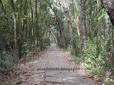 kumarakom bird sanctuary,inside bird sanctuary of kumarakom,kerala mangroves,south indian bird sanctuaries