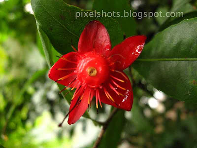 mickey-mouse-flowers,bright-red-flower-sepals-of mickey-mouse-flower-remaining-after-shedding-black-seeds,cannon-powershot-photo,kerala-flowers