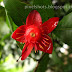 Bright Red Flower Sepals, Mickey Mouse Flowers, Kerala Flower Photos
