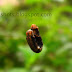 Dangling Garden Worm, Plant Eater Worm Dangling down using silk Web