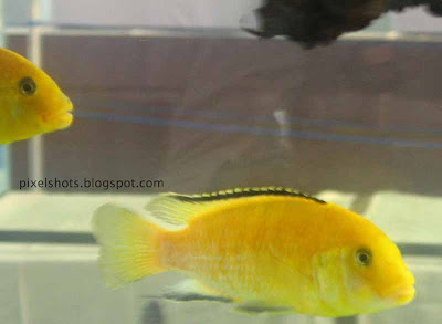 Aquarium Fish Species